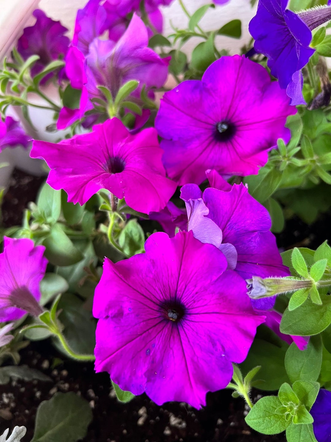 Pink Petunia Seeds (petunia Spp) 25+ Seeds - Etsy Canada