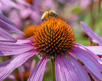 Graines d'échinacée pourpre, 60-120 cm/24-48" de haut (echinacea purpurea)