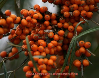 シーバックソーン種子（ヒッポファエ・ラムノイデス）シーベリー、耐寒性低木、食用ベリー、窒素固定