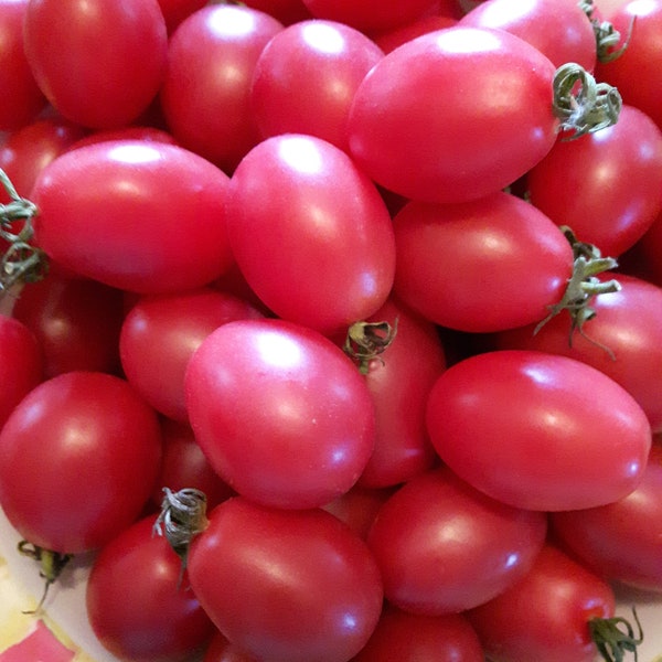 Una Hartsock Tomato Seeds (solanum lyc.) German Heirloom Tomato. Productive, sweet and juicy. Great for paste! 5/10/20 seeds, Flat rate ship