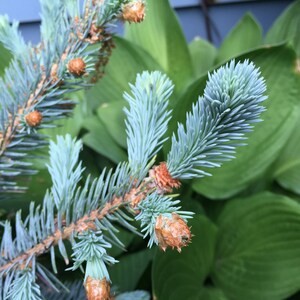 May include: Close-up of a blue spruce branch with brown cones. The branch is in focus, while the background is blurred.
