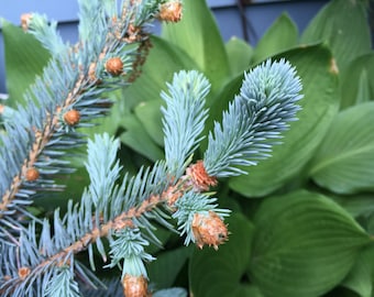 Semillas de abeto azul de Colorado (Picea pungens), árbol de Navidad de hoja perenne, Kaibab