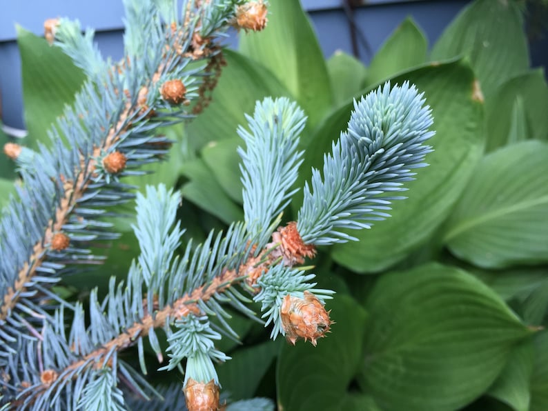 Blue Spruce picea pungens, Colorado Blue Spruce, Kaibab 10/20 seeds CANADIAN Seller. Flat rate shipping image 1