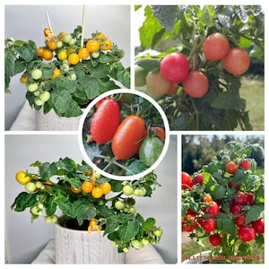 Peut inclure: Un collage d'images présentant des plants de tomates avec des fruits à différents stades de développement. Les tomates varient du vert au jaune et au rouge. Certaines plantes sont en pot, d'autres en extérieur.