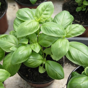 Genovese basilicumzaden (ocimum basilicum) Pestobasilicum! Aromatische Italiaanse zoete basilicum met grote bladeren, erfstuk