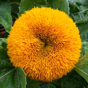 Teddy Bear Sunflower Seeds (helianthus annuus) Very pretty cut flower, Heirloom & Pollinator friendly