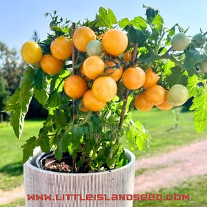 Ghevici Micro Dwarf Tomato Seeds, 18-30CM/7-12&quot; Tall (solanum lycopersicum) Compact Planter & Patio tomato, for small spaces!