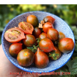 Loi&#39;s Baby Tiger Micro Dwarf Tomato Seeds, 25CM/10&quot; Tall (solanum lyc.)