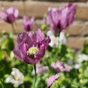 Peut inclure: Gros plan sur des fleurs de pavot violettes en pleine floraison, avec des pétales délicats et un centre vert vif. D'autres fleurs blanches et un feuillage vert sont en arrière-plan, avec un mur de briques flou.