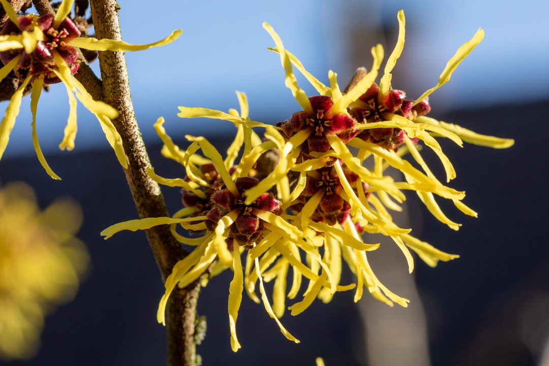 125 Semillas De Hamamelis (Witch Hazel) - Árbol Resistente, Ideal Para Bonsái O Jardín, Variedad Antigua Y Orgánica