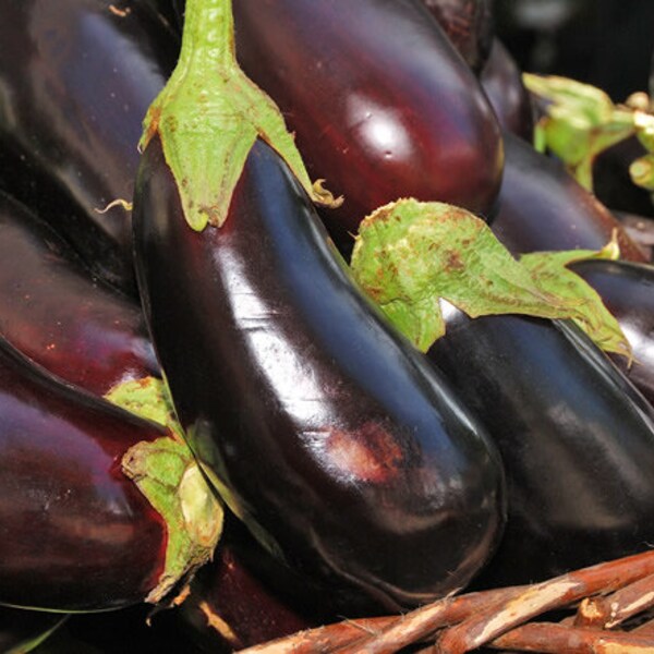 Black Beauty Eggplant Seeds (solanum melongena) Non-GMO, for Baking, Baba Ghannouj, Heirloom. 10/20 seeds. Flat rate shipping!