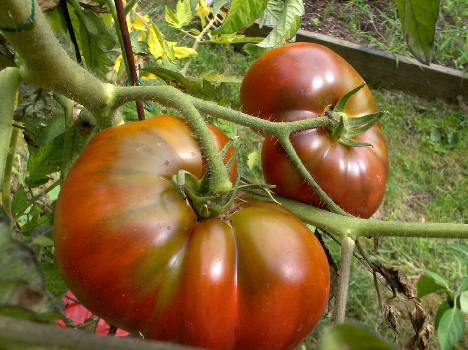 Tomaten Samen 'Schwarze Krim' – Alte Sorte, 20 Samen, Samenfest & Aromatisch