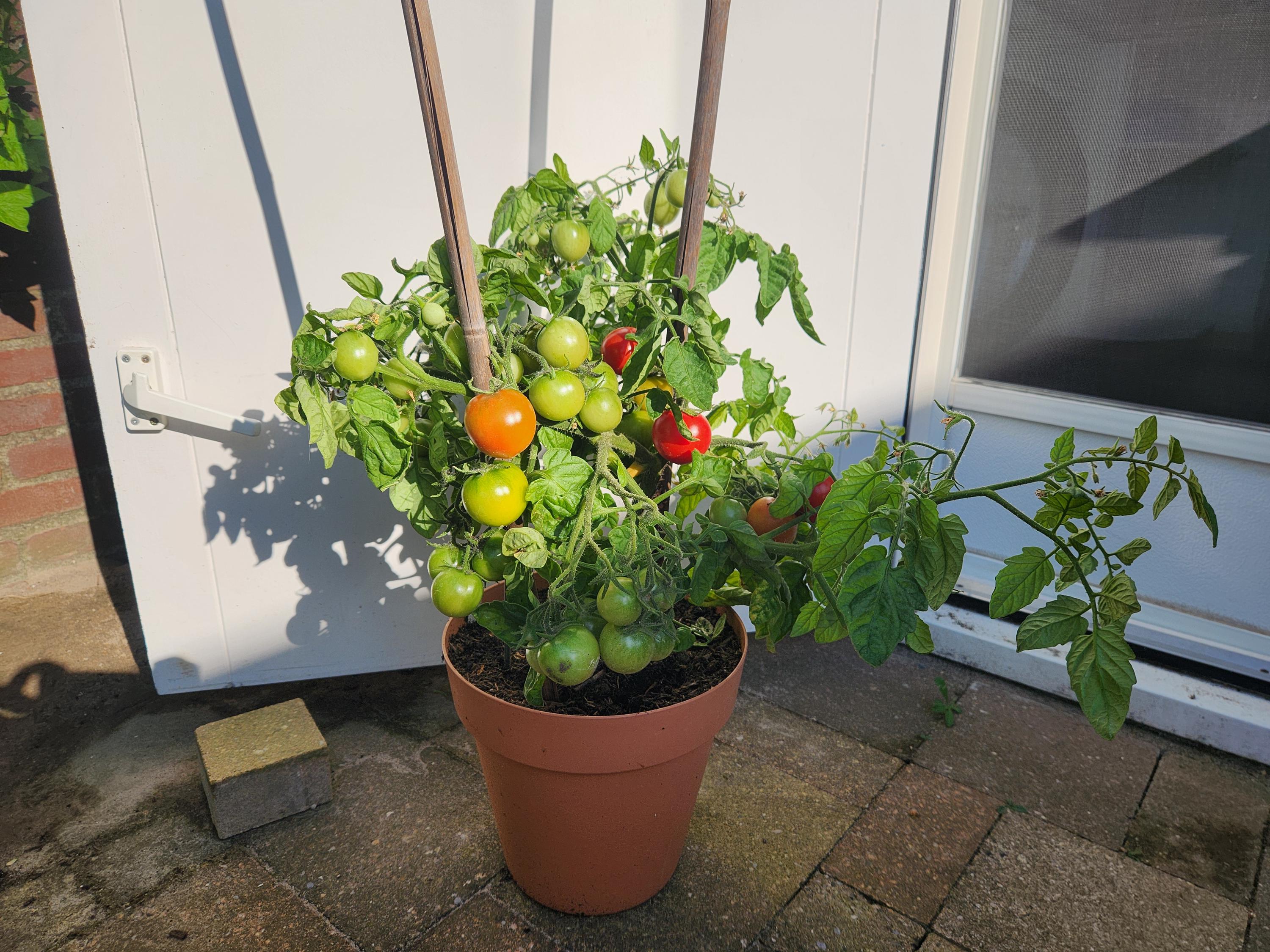 Semi Di Pomodoro Nano Colorato Per Balcone – 4 Varietà, Confezione Da 20+ Semi – Valeyrac Exotics V129