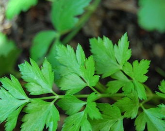 Può includere: Primo piano di un mazzo di foglie di prezzemolo verde fresco.