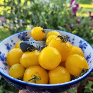 Hahms Gelbe Micro Dwarf Tomato Seeds, 25CM/10&quot; Tall (solanum lyc.)