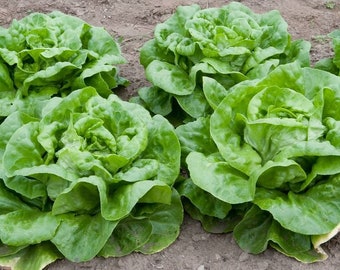 May include: Close-up of several heads of fresh, green butter lettuce growing in a garden bed. The leaves are broad and ruffled, with a vibrant green colour. The soil is visible in the background.