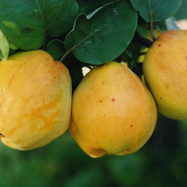 Semillas de árboles frutales de membrillo (cydonia oblonga), 20/10/40 semillas - Vendedor CANADIENSE. Portainjerto/árbol fructífero. ¡Tarifa plana de envío!