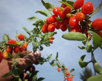 レッドゴジベリーシード (lycium barbarum)