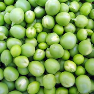 Sementes de ervilha do Alasca, 60–90 cm/24–36&quot; de altura (pisum sativum)