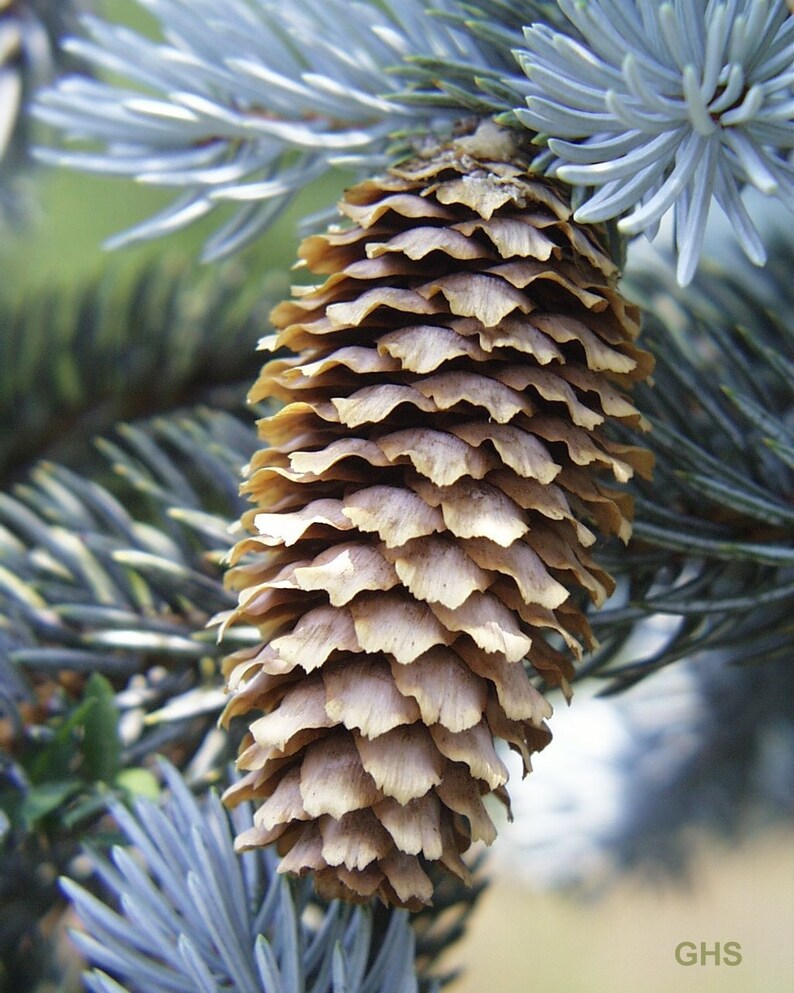 Blue Spruce picea pungens, Colorado Blue Spruce, Kaibab 10/20 seeds CANADIAN Seller. Flat rate shipping image 2