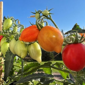 Plumbrella Micro Dwarf Tomato Seeds (solanum lycopersicum) 4-6&quot; tall! Compact Planter & Patio tomato