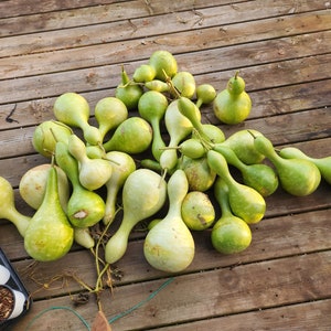 Birdhouse Gourd Seeds (Lagenaria siceraria)