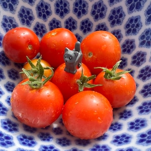 Rejina Red Micro Dwarf Tomato Seeds, 8-10&quot; tall, (solanum lycopersicum) Patio & Balcony tomato
