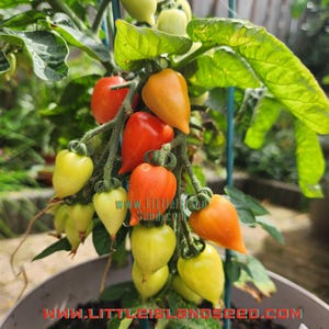 Little Heartbreaker Micro Dwarf Tomato Seeds, 20CM/8&quot; Tall (solanum lyc.)