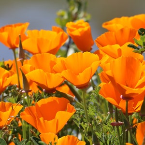 Può includere: Primo piano di un campo di papaveri della California di colore arancione brillante. I fiori, con i loro delicati petali, si stagliano su uno sfondo di fogliame verde e un cielo azzurro. L'immagine cattura la bellezza naturale di questi fiori selvatici.