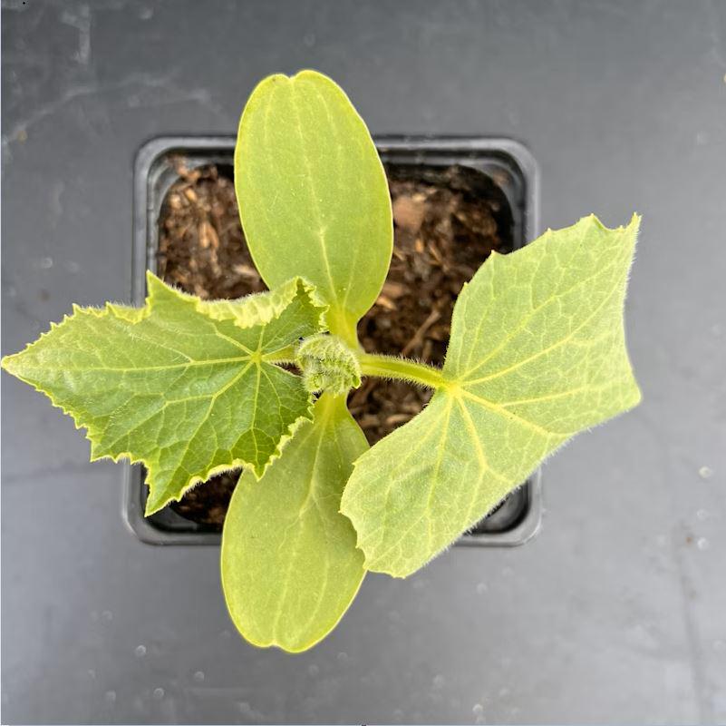 Crystal Apple Cucumber - Cucumis sativus - 5+ Seeds - Graines - Samen - CU 023 e