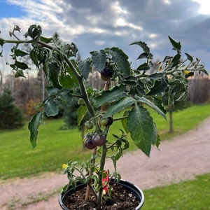 Inkspot Micro Dwarf Tomato, 30CM/12&quot; Tall (solanum lyc.)