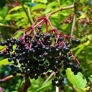 Black Elderberry Seeds (sambucus nigra) Perennial Shrub, Edible When Cooked, Cold Hardy, Medicinal, Wildlife Friendly