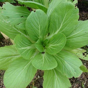 Pak Choi / Bok Choy Seeds (Brassica rapa) 30–45cm/12–18&quot; Tall