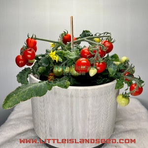 Baby Micro Dwarf Tomato Seeds, 8-10CM/3-4&quot; Tall (solanum lyc.) Test-pack; 5+ seeds