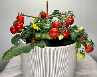 Alberi Da Frutto Tropicali Nani Ciliegio Nano Cindarella