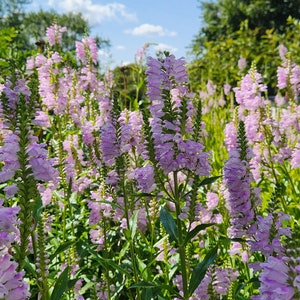 Obedient Plant: Virginia Lions-Heart (phys. virginiana) Pollinator-Friendly Perennial for Cottage Gardens