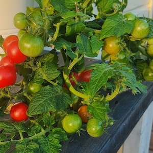 Moment Micro Dwarf Tomato Seeds, 20-30CM/8-12&quot; Tall (solanum lyc.)