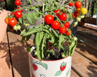 Bonsai Tomate - 5+ Samen - 20-30 cm groe Zwerg Balkontomate - P 411 -  Etsy.de