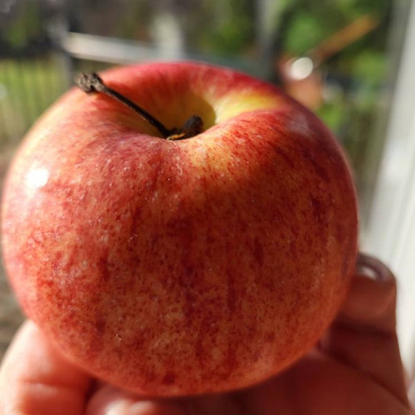 Semillas de manzana Gala (malus pumila) para portainjertos de plántulas/bosques alimentarios. 10/20 semillas. Portainjerto para árbol frutal. ¡Tarifa plana de envío!