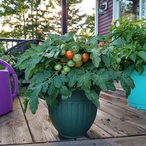 Jip & Janneke Micro Dwarf Tomato Seeds, 25-30cm/10-12&quot; Tall (solanum lyc.)