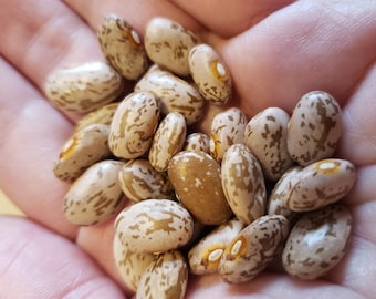Semillas de frijol pinto ágata (Phaseolus vulgaris) Herencia de tipo arbusto, 85-95 días para cosechar