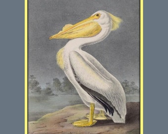 Audubon, Coastal Decor, Wall Art, Pelicans, Kid&#39;s Room, Animal Print, Nursery Art, Sea Birds, Beach House Decor, Fine Art Giclee Print