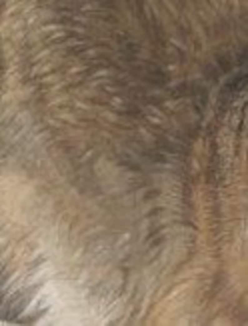 Albrecht Durer young Hare Ca 1502, Rabbits, Bunny, Wall Art, Rabbit ...