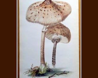 Whimsical Mushroom Art Print, Cottagecore, Magical, Toadstool, Fairy Tales, Wall Art, Farmhouse, Vintage, Botanicals, Fine Art Giclee Print