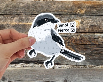 Smol and Fierce Loggerhead Shrike water bottle sticker for bird nerds with hand-drawn illustration