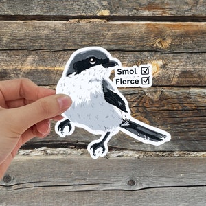 Smol and Fierce Loggerhead Shrike water bottle sticker for bird nerds with hand-drawn illustration