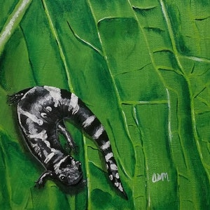 Marbled Salamander Painting Print