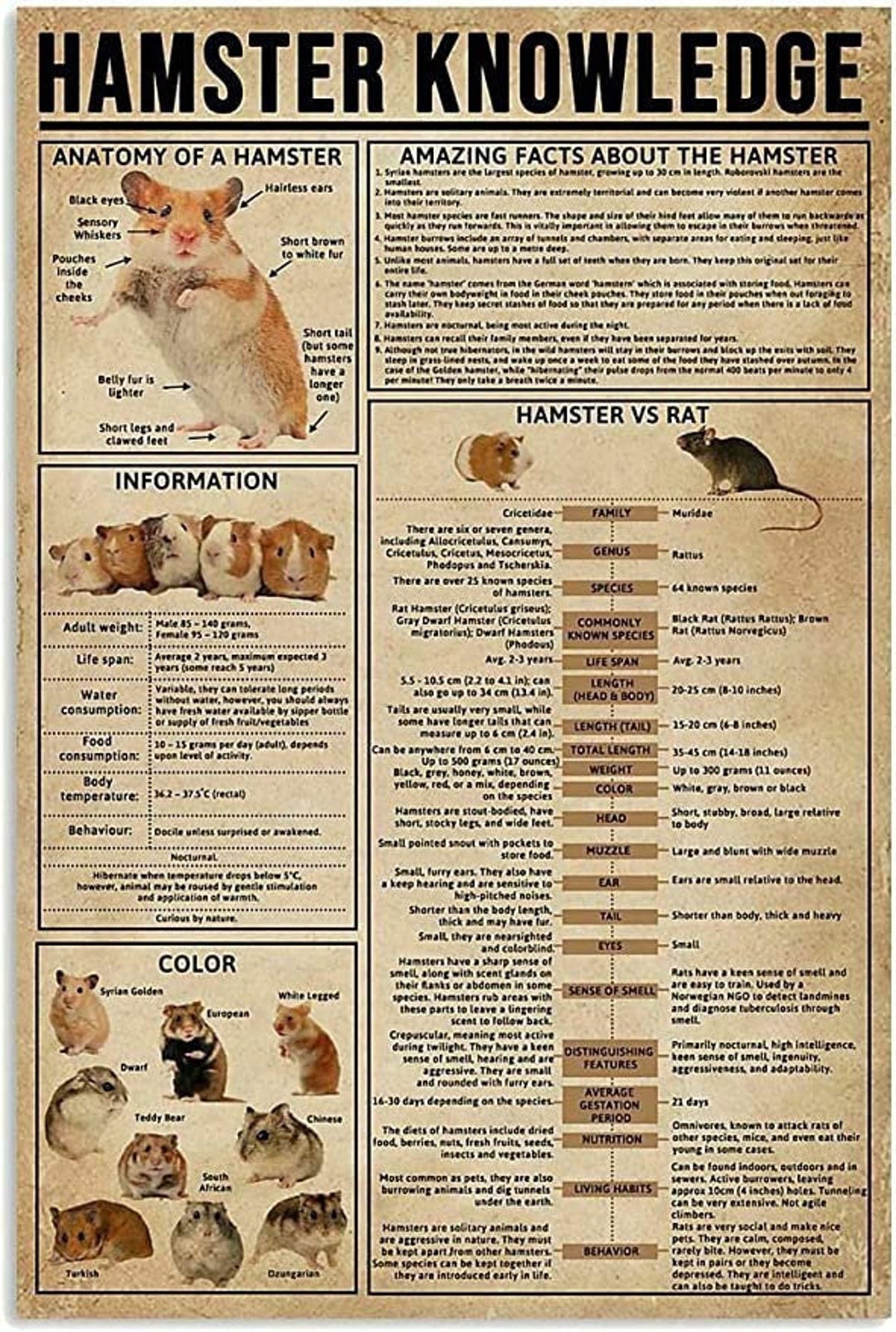 Hamster Knowledge Poster Hamster Wall Art Hamster Poster - Etsy