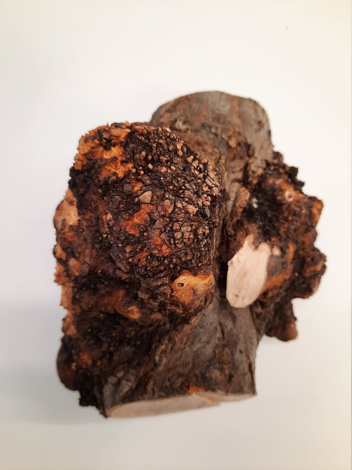 Elm Burl Rought Cut Off Burl Wood Epoxy Casting Wood Burl Etsy