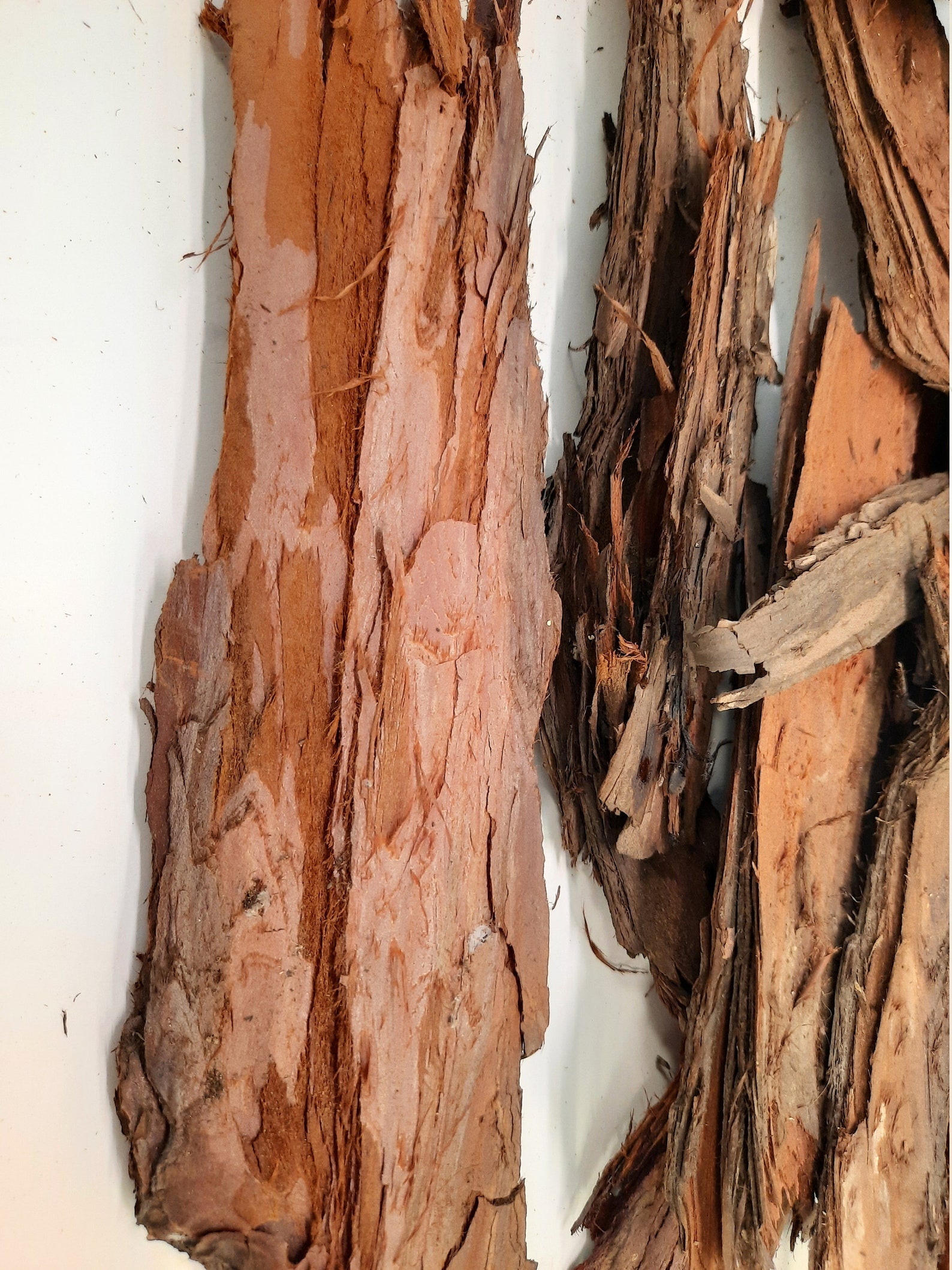 Tree Bark Redwood Bark Orchid Bark Air Plant Bark Etsy